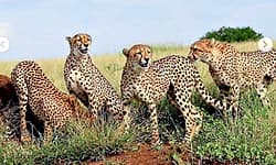 ಬೋಟ್ಸ್‌ವಾನಾದಿಂದ ಭಾರತಕ್ಕೆ 8 ಚೀತಾಗಳ ಅಧಿಕೃತ ಹಸ್ತಾಂತರ ಶುರು