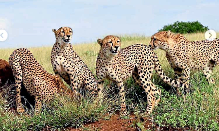 ಬೋಟ್ಸ್‌ವಾನಾದಿಂದ ಭಾರತಕ್ಕೆ 8 ಚೀತಾಗಳ ಅಧಿಕೃತ ಹಸ್ತಾಂತರ ಶುರು