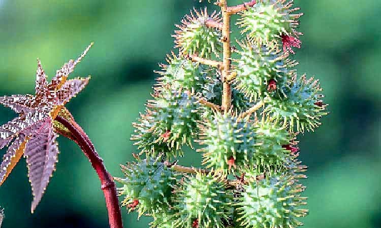 ತಪ್ಪಿತು ರಿಸಿನ್‌ ರಿಸ್ಕ್!
