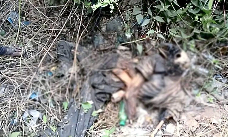 Skeleton of unidentified man found amid shrubs along national highway in Udupi