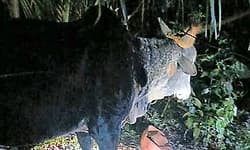 Sagara: Fire personnel rescue bull that fell into deep well