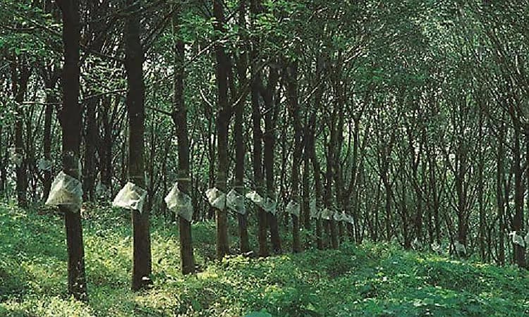 Coastal rubber cultivation wilts as ‘agricultural produce’ tag remains elusive