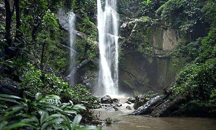 Forest: ದಟ್ಟ ಕಾನನದಲ್ಲಿ ಒಂದು ದಿನ