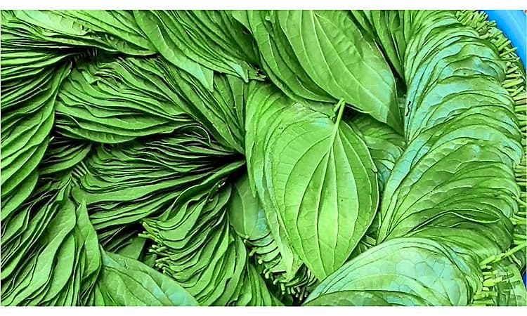 Koppala: 30 ವರ್ಷಗಳಿಂದಲೂ ಎಲೆ ಬಳ್ಳಿತೋಟ ಮಾಡಿಕೊಂಡು ಬಂದ ಕುಟುಂಬ