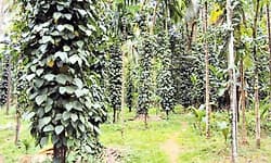 Karkala: ಹವಾಮಾನ ಆಧಾರಿತ ಬೆಳೆ; ಶೀಘ್ರ ವಿಮೆ ಪಾವತಿಗೆ ವ್ಯವಸ್ಥೆ