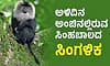 Lion-tailed macaque: ಅಳಿವಿನ ಅಂಚಿನಲ್ಲಿರುವ ಸಿಂಹಬಾಲದ ಸಿಂಗಳಿಕ