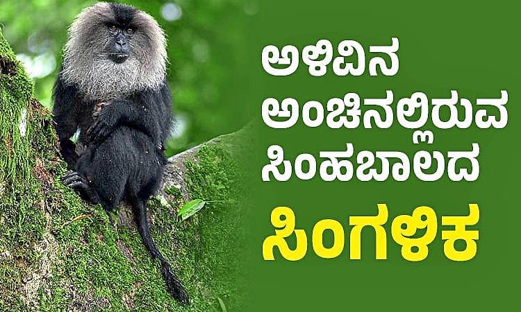 Lion-tailed macaque: ಅಳಿವಿನ ಅಂಚಿನಲ್ಲಿರುವ ಸಿಂಹಬಾಲದ ಸಿಂಗಳಿಕ