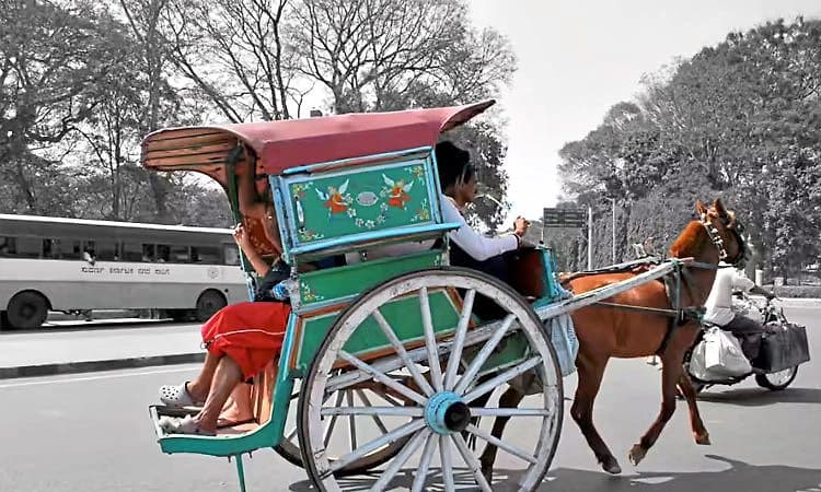 ಮತ್ತೆ ‘ಮೈಸೂರು ಟಾಂಗಾ’ ವೈಭವ!  ಶೀಘ್ರ ಯೋಜನೆಗೆ ಚಾಲನೆ