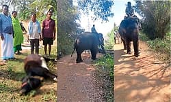 Hunsur: ನಗರಕ್ಕೆ ಸಮೀಪದಲ್ಲೇ ಹುಲಿ ಓಡಾಟ, ಭಯಭೀತರಾಗಿರುವ ಜನರು 