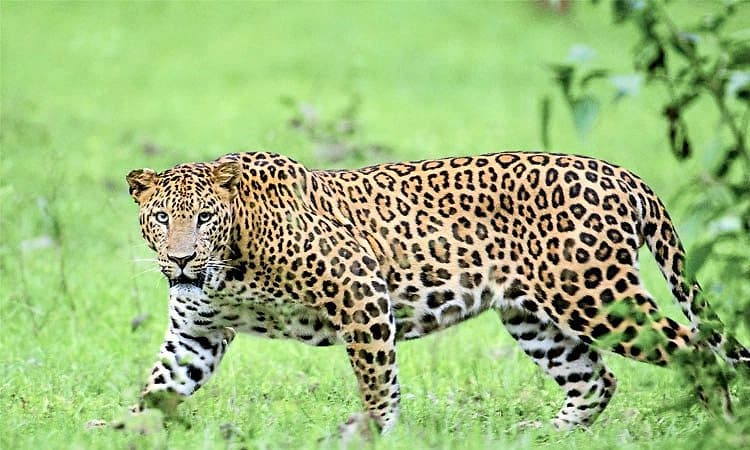 Macchina: ಚಿರತೆ ಓಡಾಟ ಪತ್ತೆ