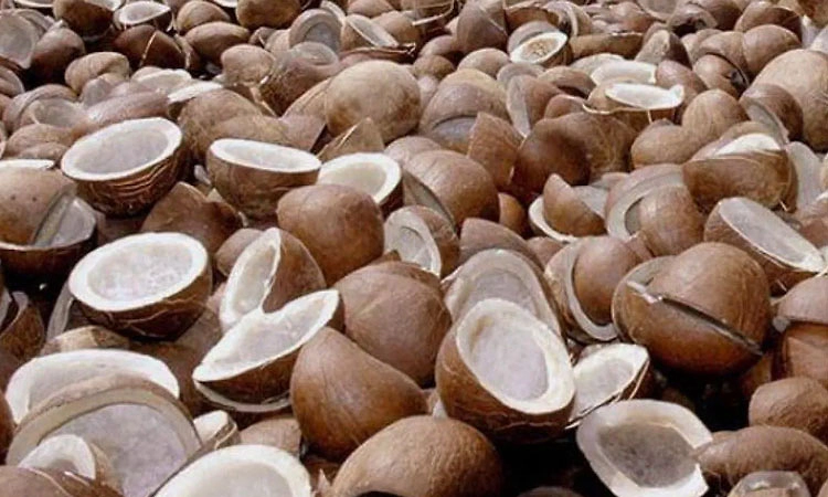 ಕೊಬ್ಬರಿಯ ಬೆಂಬಲ ಬೆಲೆ 445 ರೂ. ಹೆಚ್ಚಳ: ಕೇಂದ್ರ ಸಂಪುಟ ನಿರ್ಧಾರ