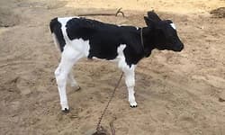 ದನಗಳಿಗೆ ಡೋಸ್‌ ನಳಿಕೆ ;ಕರಾವಳಿಯಲ್ಲಿ ಶೇ.93ರಷ್ಟು 'ಹೆಣ್ಣು ಕರು ಖಾತರಿ'!