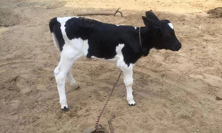 ದನಗಳಿಗೆ ಡೋಸ್‌ ನಳಿಕೆ ;ಕರಾವಳಿಯಲ್ಲಿ ಶೇ.93ರಷ್ಟು 'ಹೆಣ್ಣು ಕರು ಖಾತರಿ'!