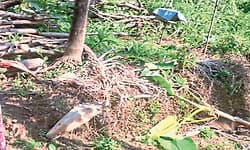 ನೀರಕಟ್ಟೆ : ಕಾಡಾನೆ ದಾಳಿ