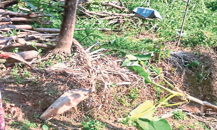 ನೀರಕಟ್ಟೆ : ಕಾಡಾನೆ ದಾಳಿ