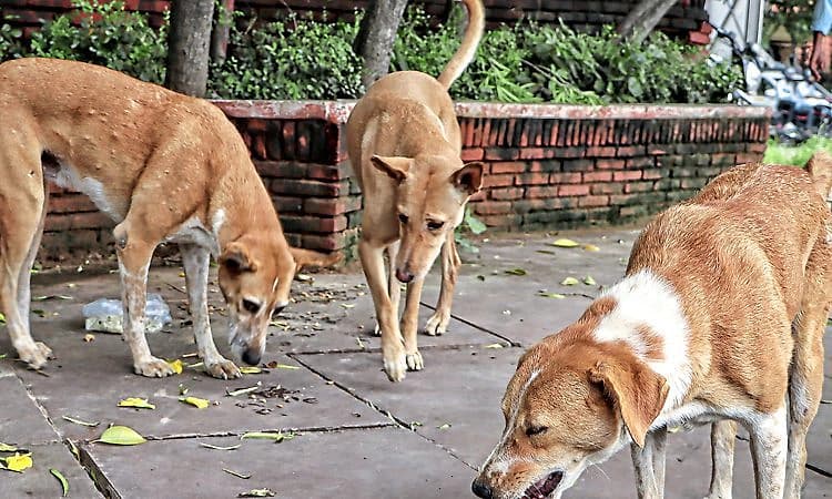 ಚುನಾವಣೆಯಲ್ಲಿ ನೀಡಿದ ಭರವಸೆಯನ್ನೀಡೇರಿಸಲು 500 ನಾಯಿಗಳ ಮಾರಣ ಹೋಮ!