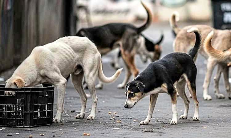 ಬೀದಿ ನಾಯಿಗಳ ಹಾವಳಿ  ಪ್ರಾಣಿ ಹಕ್ಕು, ಜನರ ಪ್ರಾಣಭಯ ಮತ್ತು ವಾಸ್ತವ