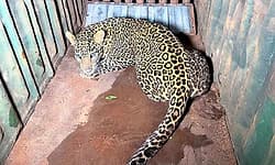 Nasik: ಯುವಕನ ಮೇಲೆ ದಾಳಿ ನಡೆಸಿದ್ದ ಚಿರತೆ ಸೆರೆ