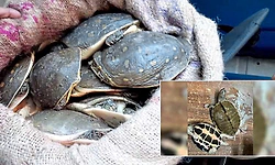 Bhopal: ರೈಲಿನ ಎಸಿ ಕೋಚ್‌ನಲ್ಲಿ ಸಾಗಿಸುತ್ತಿದ್ದ 311 ಅಪರೂಪದ ಆಮೆಗಳು ವಶಕ್ಕೆ