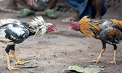 Kadaba: ಬಂಟ್ರ: ಕೋಳಿ ಅಂಕಕ್ಕೆ ದಾಳಿ, ಇಬ್ಬರ ವಿರುದ್ಧ ಪ್ರಕರಣ ದಾಖಲು