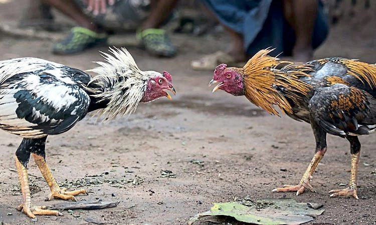 Kadaba: ಬಂಟ್ರ: ಕೋಳಿ ಅಂಕಕ್ಕೆ ದಾಳಿ, ಇಬ್ಬರ ವಿರುದ್ಧ ಪ್ರಕರಣ ದಾಖಲು