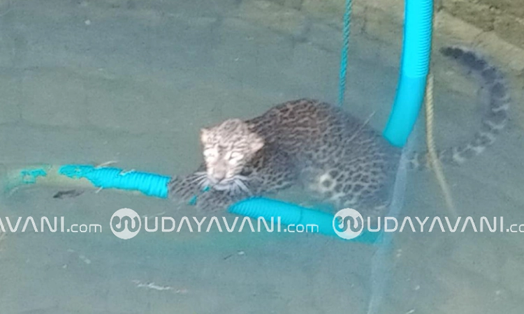 Leopard rescued after falling into open well near Nitte in Karkala taluk