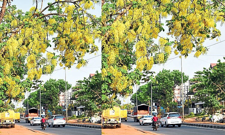 Mangaluru: Bisu parba celebration across tulunadu tomorrow
