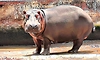 Hippo linked to doctor’s death dies at Shivamogga zoo