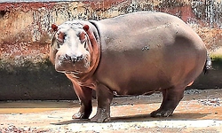 Hippo linked to doctor’s death dies at Shivamogga zoo