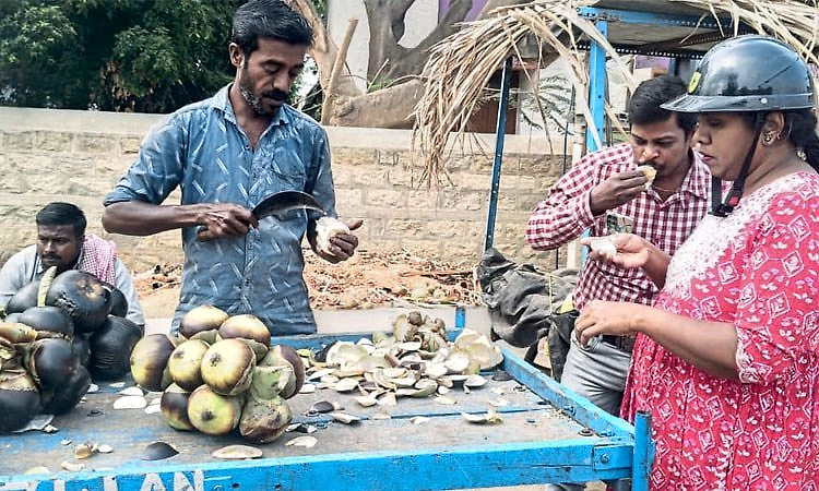 ಮಾರುಕಟ್ಟೆಯಲ್ಲಿ ಎಳನೀರು ಮೀರಿಸಿದ ತಾಳೆಹಣ್ಣು ಬೆಲೆ!