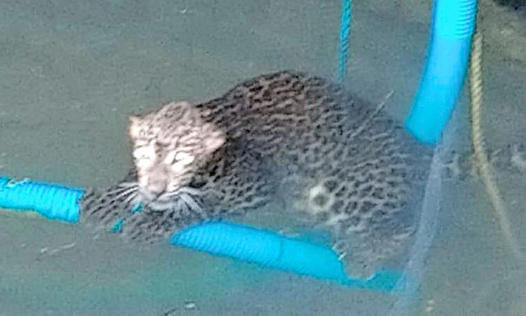 Karkala: ಬೋರ್ಗಲ್ಲುಗುಡ್ಡೆ; ಬಾವಿಗೆ ಬಿದ್ದಿದ್ದ ಚಿರತೆಯ ರಕ್ಷಣೆ