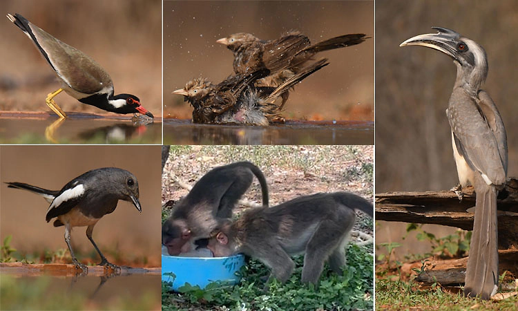 ಬಳಲಿದ ಬಾನಾಡಿಗಳಿಗೆ ಬೇಕಿದೆ ನೀರಿನಾಸರೆ; ಬಿಸಿಲ ತಾಪಕ್ಕೆ ಕಂಗೆಟ್ಟ ಪಕ್ಷಿಗಳು