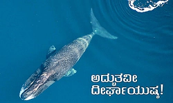 American University Research: ಅದ್ಭುತವೀ ದೀರ್ಘಾಯುಷ್ಯ!