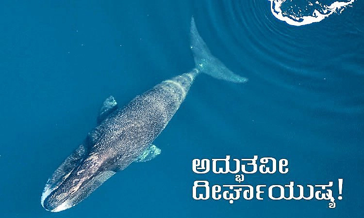 American University Research: ಅದ್ಭುತವೀ ದೀರ್ಘಾಯುಷ್ಯ!