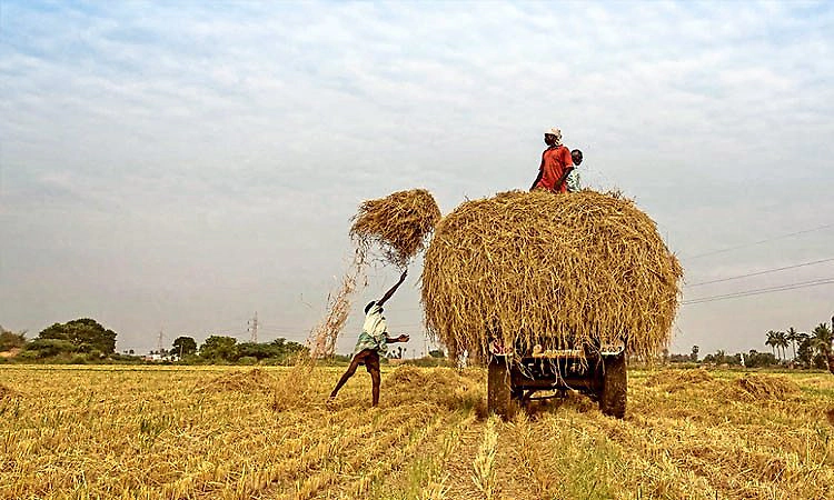 ಭತ್ತದ ಬೆಳೆ: ಹಿಂಗಾರು ಕಟಾವು ಆರಂಭ, ಮುಂಗಾರಿಗೆ ಸಿದ್ಧತೆ
