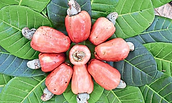 "ನೇತ್ರಾ ಸಮೃದ್ಧಿ': ಹೆಚ್ಚು ಇಳುವರಿ ನೀಡುವ ಗೇರು ತಳಿ