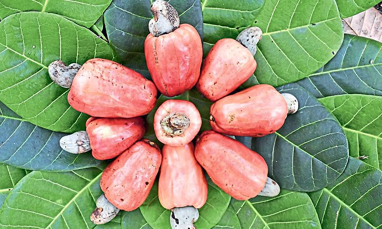 "ನೇತ್ರಾ ಸಮೃದ್ಧಿ': ಹೆಚ್ಚು ಇಳುವರಿ ನೀಡುವ ಗೇರು ತಳಿ