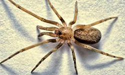 ತನ್ನ ಗಾತ್ರಕ್ಕಿಂತಲೂ 6 ಪಟ್ಟು ದೊಡ್ಡ ಕೀಟ ತಿನ್ನುವ ಜೇಡ ಪತ್ತೆ!