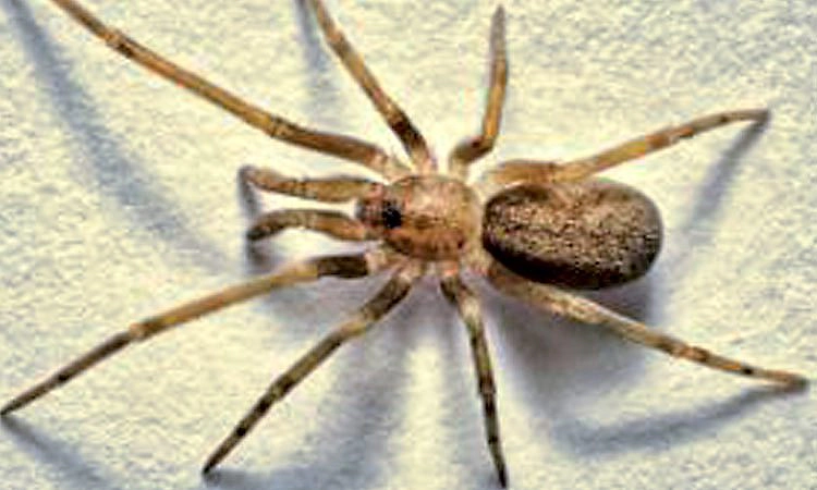 ತನ್ನ ಗಾತ್ರಕ್ಕಿಂತಲೂ 6 ಪಟ್ಟು ದೊಡ್ಡ ಕೀಟ ತಿನ್ನುವ ಜೇಡ ಪತ್ತೆ!