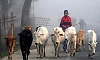 BJP government enforces cow slaughter ban law in West Bengal