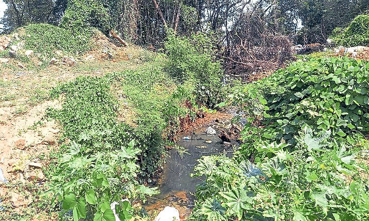Ferry Ward plagued by sewage and fecal waste nuisance