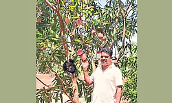 ಜಗತ್ತಿನ ದುಬಾರಿ ಮಾವು ತಾರೀಕಟ್ಟೆ ತೋಟದಲ್ಲಿ!