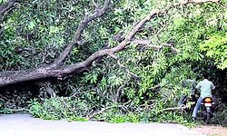 Heavy Rain: ಉತ್ತರ ಪ್ರದೇಶದಲ್ಲಿ ಪ್ರಕೃತಿ ವಿಕೋಪ: ಚಂಡಮಾರುತಕ್ಕೆ 100 ಮಂದಿ ಸಾವು!