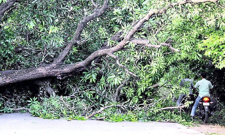Heavy Rain: ಉತ್ತರ ಪ್ರದೇಶದಲ್ಲಿ ಪ್ರಕೃತಿ ವಿಕೋಪ: ಚಂಡಮಾರುತಕ್ಕೆ 100 ಮಂದಿ ಸಾವು!