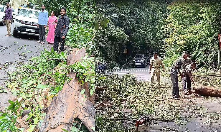 Falling tree crashes onto moving car in Agumbe Ghat; passengers escape unhurt