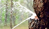 Tree: ಮರದಿಂದ ನೀರು ಚಿಮ್ಮಿತು! ಈ ನೀರನ್ನು ಕುಡಿಯಬಹುದು...