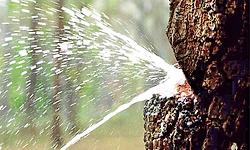 Tree: ಮರದಿಂದ ನೀರು ಚಿಮ್ಮಿತು! ಈ ನೀರನ್ನು ಕುಡಿಯಬಹುದು...