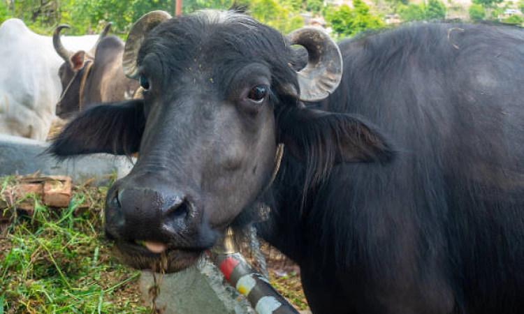 Pregnant buffalo saved after surgeons pull out 66 metal objects from stomach