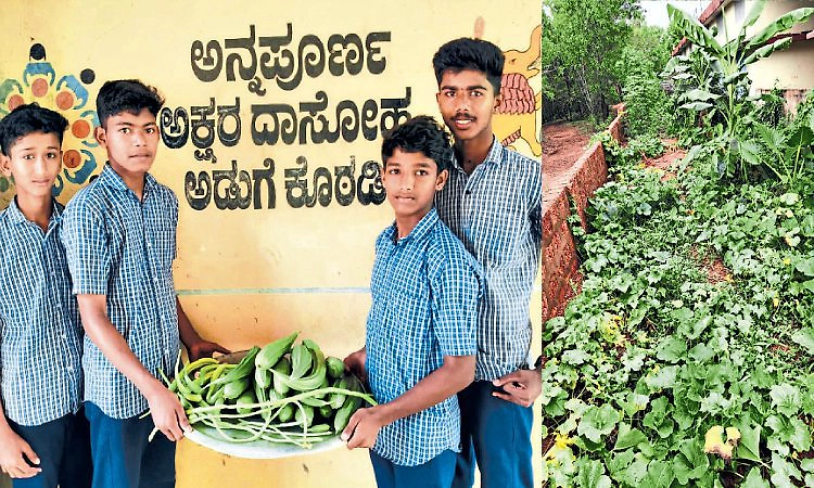ಬೆಟ್ಟಂಪಾಡಿ ನವೋದಯದಲ್ಲಿ ಸಾವಯವ ದಾಸೋಹ!