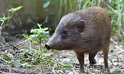 "African Swine Fever' ನಿಂದ ಹಂದಿಗಳ ಸರಣಿ ಸಾವು? ಈ ಜ್ವರಕ್ಕೆ ಲಸಿಕೆ, ಚಿಕಿತ್ಸೆಯಿಲ್ಲ